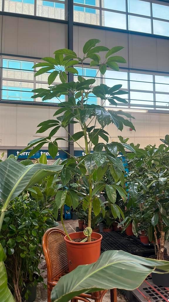 Schefflera Amate – 200 cm, Huis en Inrichting, Kamerplanten, Minder dan 100 cm, Halfschaduw, Ophalen