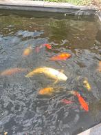 Complete vijvervissen – koi, goudvissen & zilverwindes, Dieren en Toebehoren, Karper of Koi
