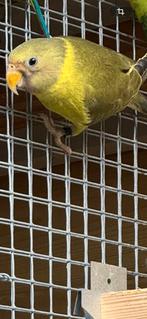 Te koop Pruimekop koppel grijsgroen, Dieren en Toebehoren, Vogels | Parkieten en Papegaaien, Meerdere dieren, Parkiet