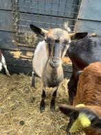 2 bokjes te koop, Dieren en Toebehoren, Schapen, Geiten en Varkens, Mannelijk, Geit