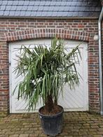 AANBIEDING : WINTERHARDE TRACHYCARPUS FORTUNEI, Tuin en Terras, Planten | Bomen, In pot, Halfschaduw, Zomer, Ophalen of Verzenden