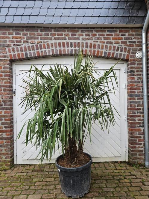 AANBIEDING : WINTERHARDE TRACHYCARPUS FORTUNEI, Tuin en Terras, Planten | Bomen, Palmboom, 100 tot 250 cm, Halfschaduw, Zomer