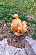 Zijdehoen haan 2x, Mannelijk, Kip