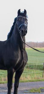 4 jarige friese merrie!, Merrie, Gechipt, Dressuurpaard, Zadelmak