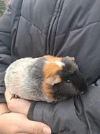 Beertje(gecastreerd) en zeugje., Dieren en Toebehoren, Knaagdieren, Cavia, Mannelijk, Tam, September