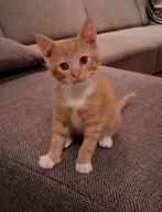 Superlief speels ekh katertje mag verhuizen, Dieren en Toebehoren, Meerdere dieren, Kortharig, 0 tot 2 jaar