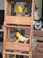 Waterslagerman 2025, Dieren en Toebehoren, Vogels | Kanaries, Mannelijk, Zangkanarie