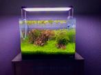 Compleet Aquarium met toebehoren, zonder planten/dieren, Dieren en Toebehoren, Ophalen, Zo goed als nieuw, Gevuld zoetwateraquarium