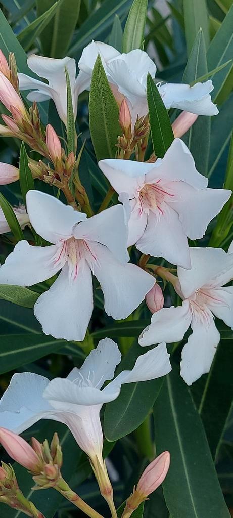 Nerium oleander wit bloeiend Elzase, Tuin en Terras, Planten | Tuinplanten, Overige soorten, Volle zon, Zomer, Ophalen of Verzenden