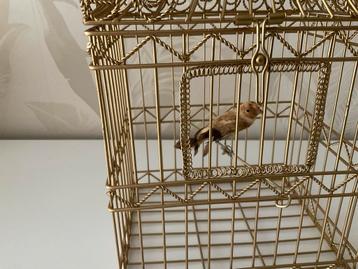 Decoratief Vogelkooitje met Vogel beschikbaar voor biedingen