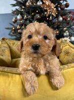 Boomer x Labradoodle mini pups, Nederland, Overige rassen, 8 tot 15 weken, Meerdere