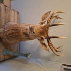 Edelhert gewei, imposante kop edelhert, 15 ender, Ophalen, Zo goed als nieuw, Hert, Gewei of Kop