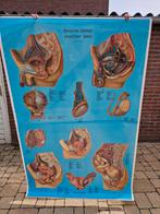 Grote anatomische schoolplaat schoolposter, Antiek en Kunst, Antiek | Schoolplaten, Ophalen of Verzenden, Natuur en Biologie