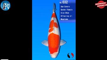 koi isa kohaku beschikbaar voor biedingen