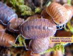 Cubaris sp. Salmon (Martinique) isopods / pissebedden, Overige soorten