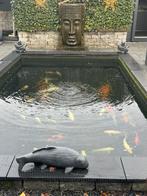 32 Koi karpers met filters en pompen, Ophalen, Gebruikt, 300 cm of meer, 400 cm of meer