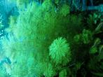 Mooie aquariumplant, Dieren en Toebehoren, Vissen | Aquariumvissen, Vis