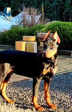 Nieuw baasje gezocht, Ophalen of Verzenden, Hond