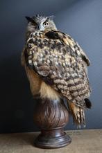 Opgezette dieren, opgezet dier, opgezette vogel, Ophalen, Nieuw, Overige soorten, Opgezet dier