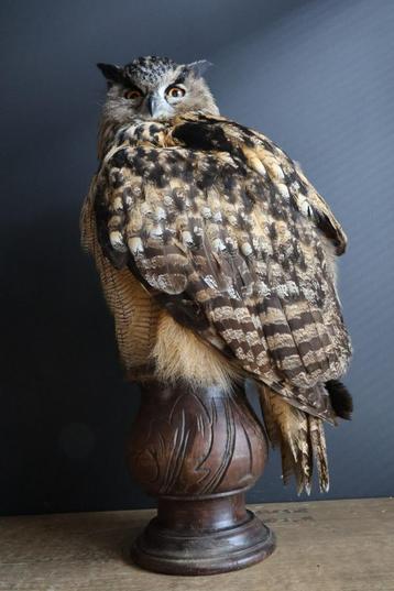Opgezette dieren, opgezet dier, opgezette vogel beschikbaar voor biedingen