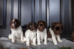 Bruine Friese stabij pups, Dieren en Toebehoren, 8 tot 15 weken, CDV (hondenziekte), Meerdere, Nederland