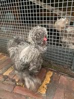 Leuke zijdehoen haan (usa) gratis af te halen., Dieren en Toebehoren, Pluimvee, Mannelijk, Kip