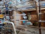 Te koop aangeboden jonge grasparkieten diverse kleuren, Dieren en Toebehoren