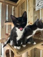 Super leuke Kittens / poesjes zoeken huisje, Dieren en Toebehoren, Katten en Kittens | Overige Katten, Poes