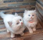 Ragdoll kittens met stamboom, Meerdere dieren, Gechipt, 0 tot 2 jaar