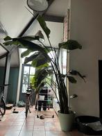 Strelitzia Nicolai - 3 meter hoog!, Huis en Inrichting, Kamerplanten, Ophalen, 200 cm of meer, Overige soorten, Halfschaduw