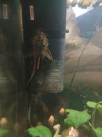 Ancistrus algeneters, Dieren en Toebehoren, Vissen | Aquariumvissen, Vis