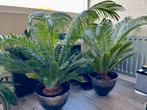 2 Prachtige palmen, Cycas Revoluta, Groene kamerplant, Ophalen of Verzenden, Volle zon, Minder dan 100 cm