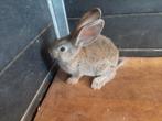 Jonge duitse reus konijn, Dieren en Toebehoren, Konijnen, Mannelijk, Groot, 0 tot 2 jaar