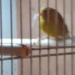 KANARIEPOP/GROENAGAAT, Dieren en Toebehoren, Vogels | Kanaries, Vrouwelijk, Kleurkanarie