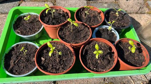 Biologische moestuin plantjes ✅ tuinplanten, goedkoop ️, Tuin en Terras, Planten | Struiken en Hagen, Overige soorten, Minder dan 100 cm