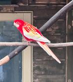 Rubino rosella’s, Dieren en Toebehoren, Vogels | Parkieten en Papegaaien, Meerdere dieren, Parkiet