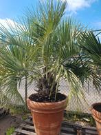 Butia capitata, Ophalen, Zomer, Volle zon, Palmboom