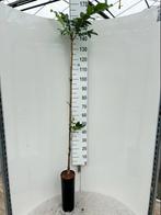 Juglans regia 'Chandler' 🌳 notenboom 🌳, Tuin en Terras, Planten | Bomen, Bloeit niet, Overige soorten, 100 tot 250 cm, Ophalen