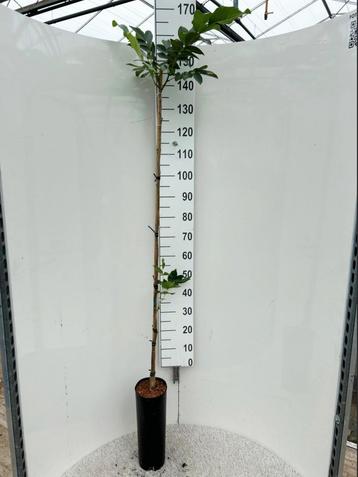 Juglans regia 'Chandler' 🌳 notenboom 🌳 beschikbaar voor biedingen