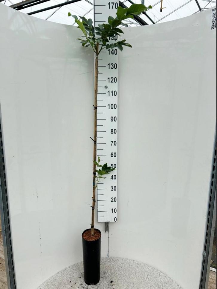 Juglans regia 'Chandler' 🌳 notenboom 🌳, Tuin en Terras, Planten | Bomen, Overige soorten, 100 tot 250 cm, Volle zon, Bloeit niet