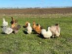 Jonge tamme Zijdehoen kriel kippen gesekst & ingeënt, Dieren en Toebehoren, Pluimvee, Vrouwelijk, Kip