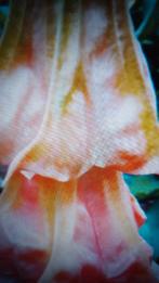 Brugmansia Bf hortensia, Tuin en Terras, Planten | Tuinplanten, Vaste plant, Halfschaduw, Zomer, Ophalen