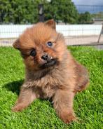 Te koop mooie dwergkees pups, Nederland, Keeshond, CDV (hondenziekte), 8 tot 15 weken