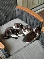 Kittens (gratis) in Deurne, Dieren en Toebehoren, Poes