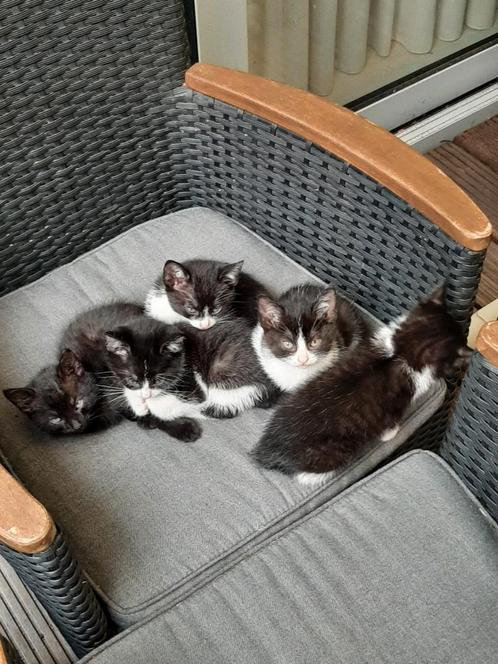 Kittens (gratis) in Deurne, Dieren en Toebehoren, Katten en Kittens | Overige Katten, Poes