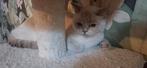 Te koop, Dieren en Toebehoren, Katten en Kittens | Raskatten | Korthaar, Poes