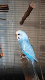 Grasparkiet pop, Dieren en Toebehoren, Vogels | Parkieten en Papegaaien, Vrouwelijk, Parkiet, Tam