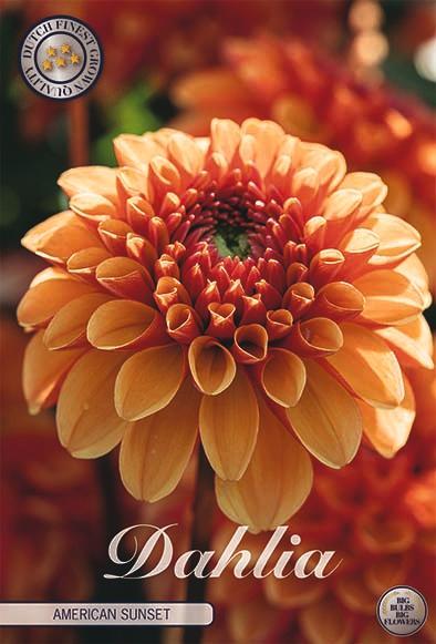 bloembollen, Tuin en Terras, Bloembollen en Zaden, Bloembol, Voorjaar, Volle zon, Ophalen