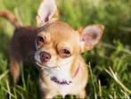 GEVRAAGD: Chihuahua (geen pup), Dieren en Toebehoren, Particulier, 3 tot 5 jaar, Geslacht onbekend, Nederland