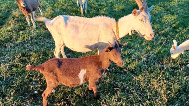 Moedergeit met jong geitje, Dieren en Toebehoren, Schapen, Geiten en Varkens, Geit, Vrouwelijk
